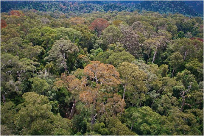 Dipterocarps, a group of large #tropical #trees reaching 40-70 m height, are source of valuable #woods and #resins and therefore has been historically overexploited. In this article authors highlight the urgency for their #conservation @KewBulletin doi.org/10.1007/s12225…