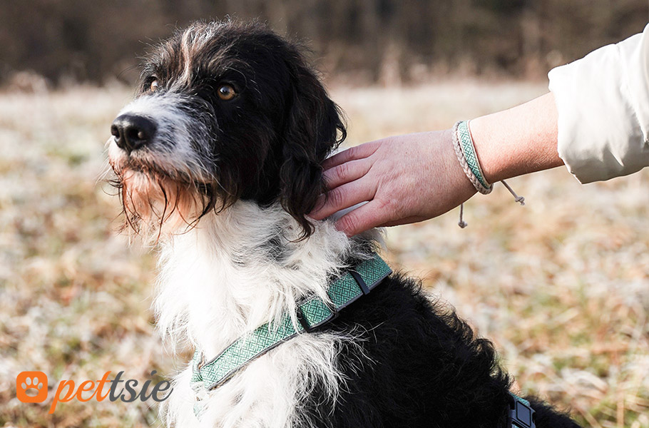 Let's delve into the multifaceted role of dogs in therapy and emotional support.

👉pettsie.com/blogs/blog/the…

#pettsie #dogtherapy #doglove #dogharness #doglove #harness #ilovedogs