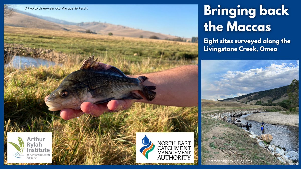 As part of @NorthEastCMA 's Bringing back the Maccas project, the #ArthurRylahInstitute completed surveying of 8 sites along Livingstone Creek, Omeo. Two native (Macquarie Perch and Two-spined Blackfish) and 3 introduced species were caught (Brown Trout, Rainbow Trout and Carp).
