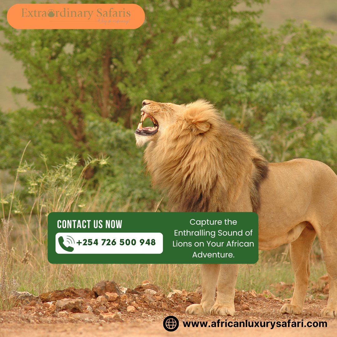 Capture the Enthralling Sound of Lions on Your African Adventure.

Visit our website at  africanluxurysafari.com/african-safari  to learn more.

#LakeManyara #AfricanSafari #LuxuryTravel #WildlifeAdventures #NatureLovers #LuxuryTravel #SafariAdventure #WildlifePhotography #BigCatSafari