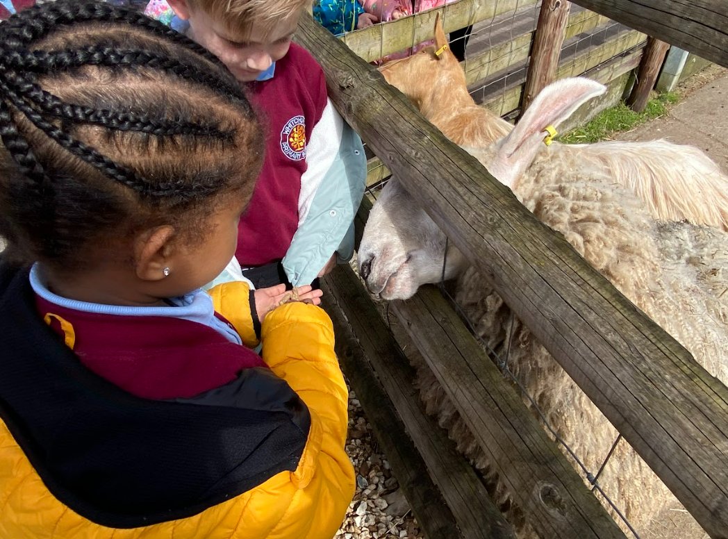 whitchurchprm's tweet image. RTM thoroughly enjoyed their trip to Cefn Mably Farm Park, in support of this term&apos;s Inquiry.  We learnt how to handle and feed some of the animals and took a train ride around the farm.  #WPSRec
