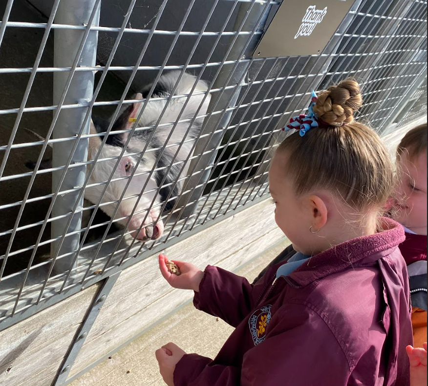 whitchurchprm's tweet image. RTM thoroughly enjoyed their trip to Cefn Mably Farm Park, in support of this term&apos;s Inquiry.  We learnt how to handle and feed some of the animals and took a train ride around the farm.  #WPSRec