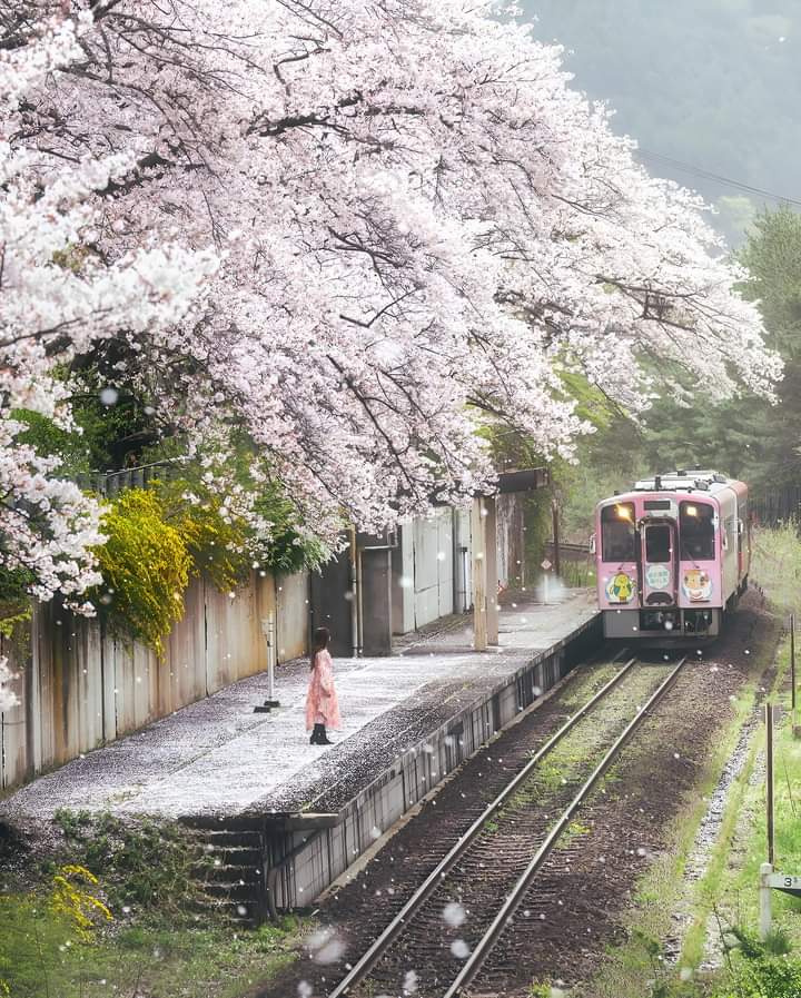 Train Station In Japan ❤️