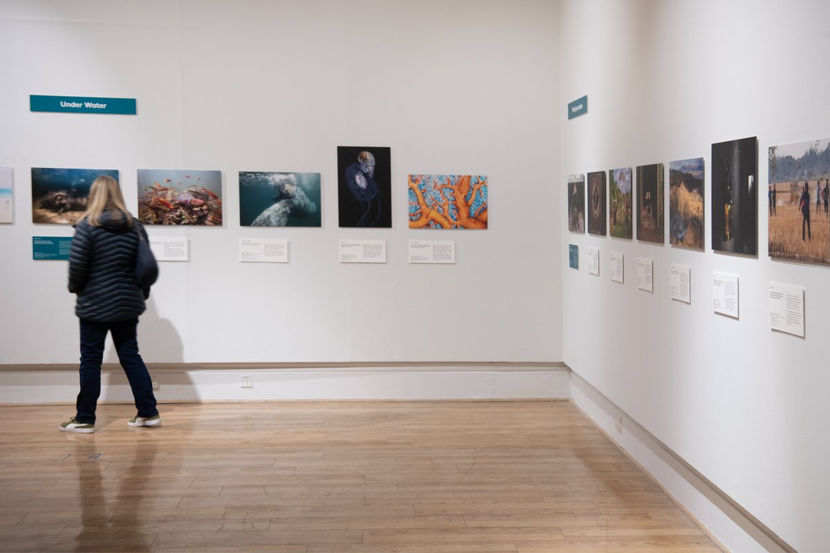 Jellyfish, whales and hippos are just some of the animals captured in @NHM_WPY's ‘Under Water’ category. The images reveal life under water, showcasing the behaviour of an animal in either a marine or freshwater environment. Discover more at sunderlandmuseum.org.uk