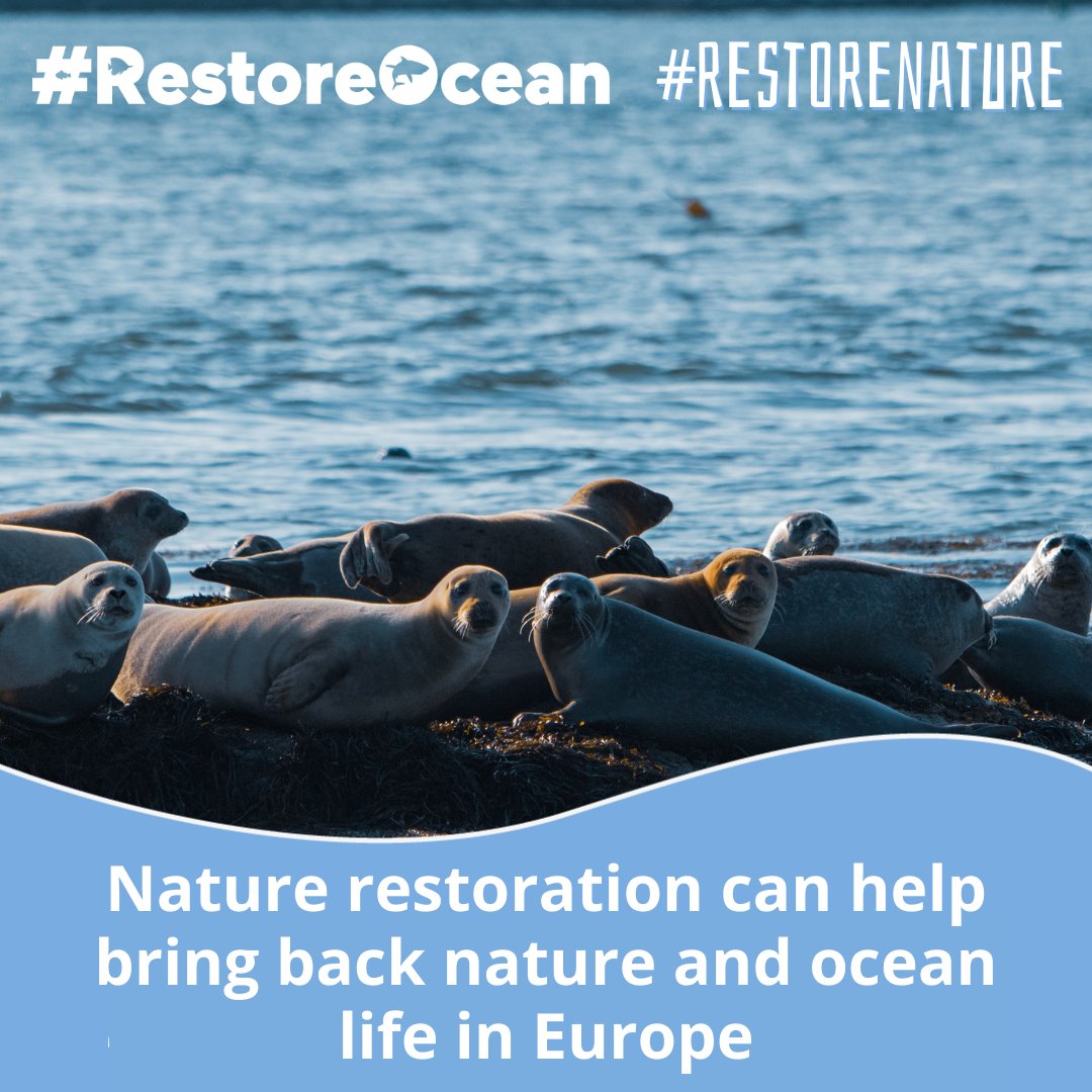 This #EarthDay, we wanted to celebrate the #NatureRestorationLaw but 🇪🇺 govs failed to adopt it 👎🏾 We must #RestoreOcean & #RestoreNature if we want to fight the biodiversity & climate crises. We had an agreement, @EUCouncil & @EU2024BE. Respect it. Seal the deal! 🌍🌊