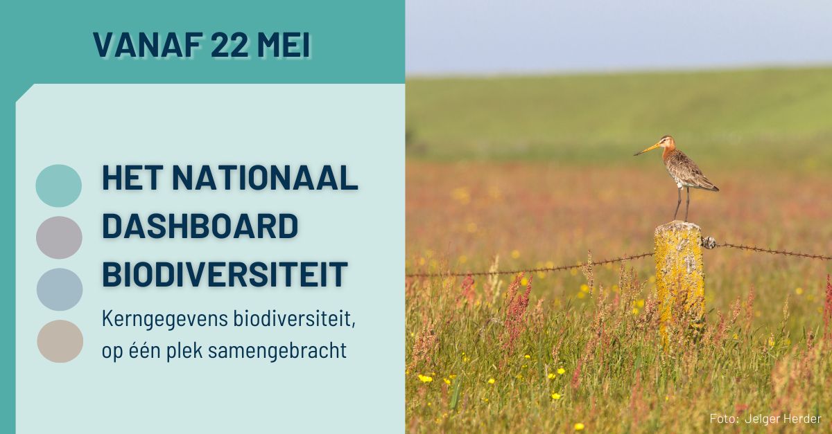 Over een maand, op 22 mei, lanceren wij samen met een coalitie van natuurorganisaties het Nationaal Dashboard Biodiversiteit! 
Het Dashboard laat zien of Nederland op weg is om de doelen voor biodiversiteitsherstel in 2030 te behalen. @IUCNNL @Sovon #naturalis