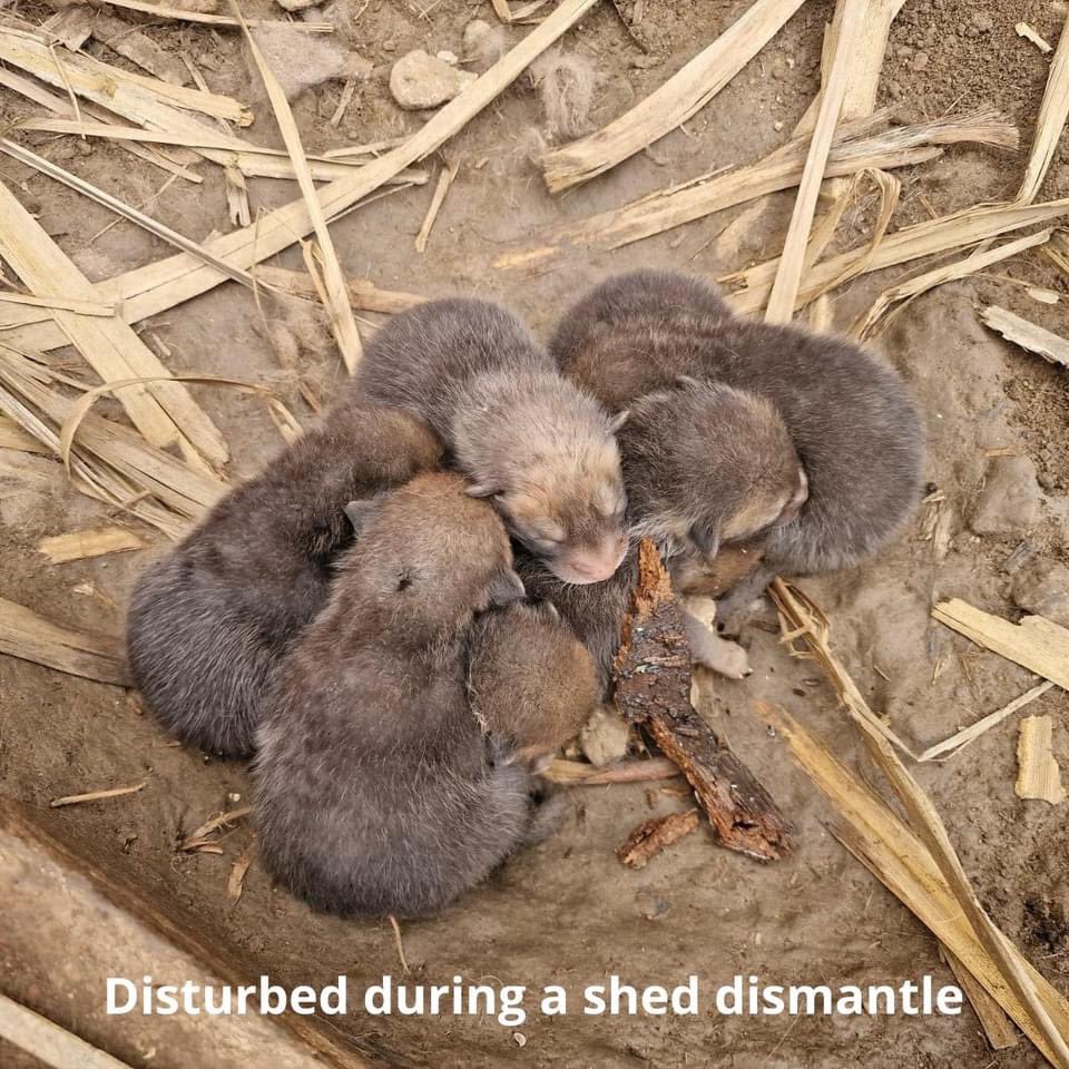 @SarahsGarden12 I’m sure you know probably this already, but info for others too. Please wait a few months before dismantling any sheds etc as many fox dens are often accidentally disturbed resulting in orphaned young cubs. At the moment we’re in peak cub season. #Fox
