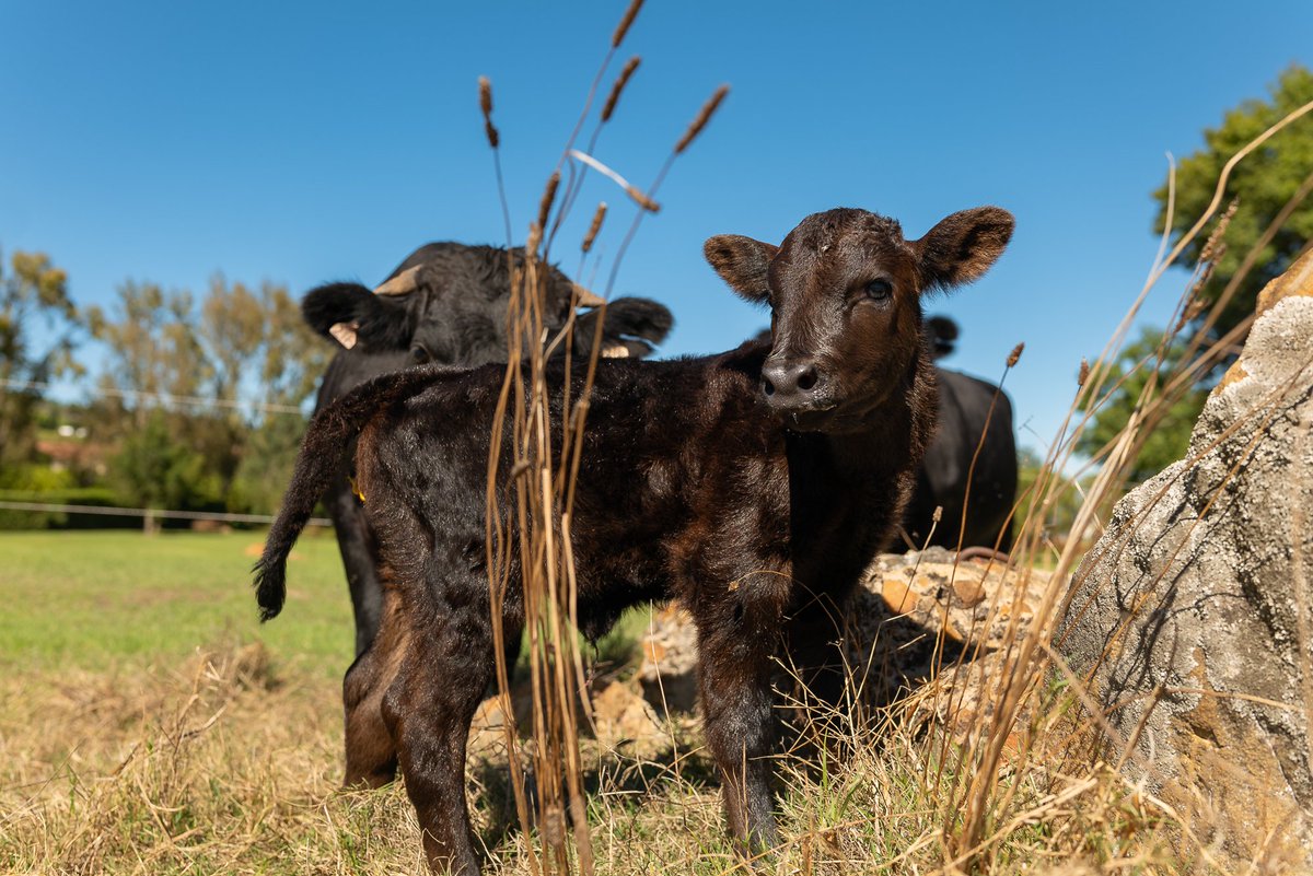 As our proud mothers tend to their newborn calves, our herd of Dexter Cattle has doubled in size! We're moving them from vineyard to vineyard to replenish the soil with essential nutrients, rewarding them for their harvest. #waterfordestate #stellenbosch #vineyard #southafrican