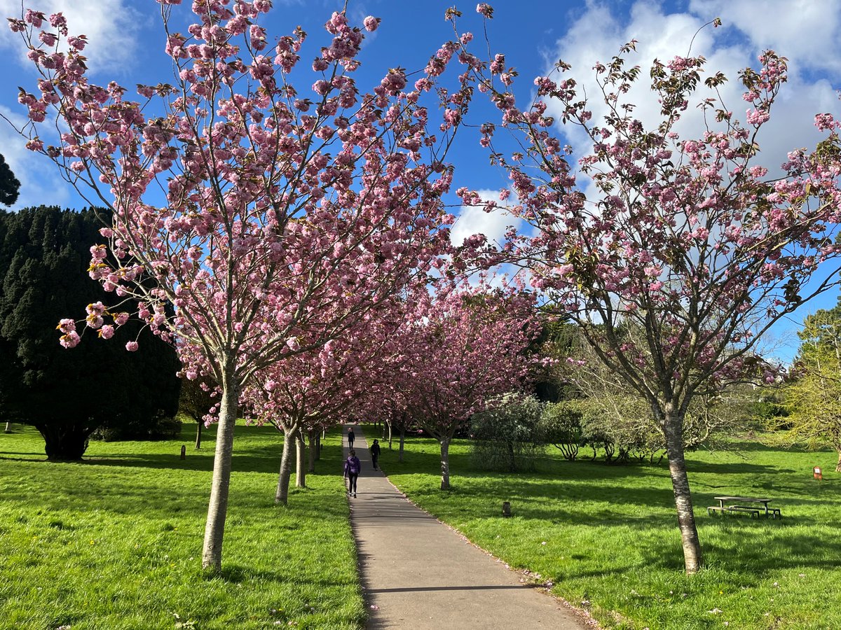 Happy Earth Day! 🌍 Celebrate the occasion by checking out some of Plymouth's gorgeous green spaces. From blossoming flowers to luscious lawns there's plenty to explore in Plymouth! 👉 Check out some of our top picks: visitplymouth.co.uk/be-inspired/bl…