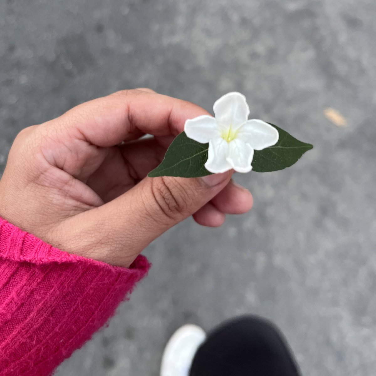 beerckless's tweet photo. minha namorada não gosta de receber flores, mas sempre mando pra ela pelo menos foto das que encontro pelo caminho https://t.co/uHGZw3qebW