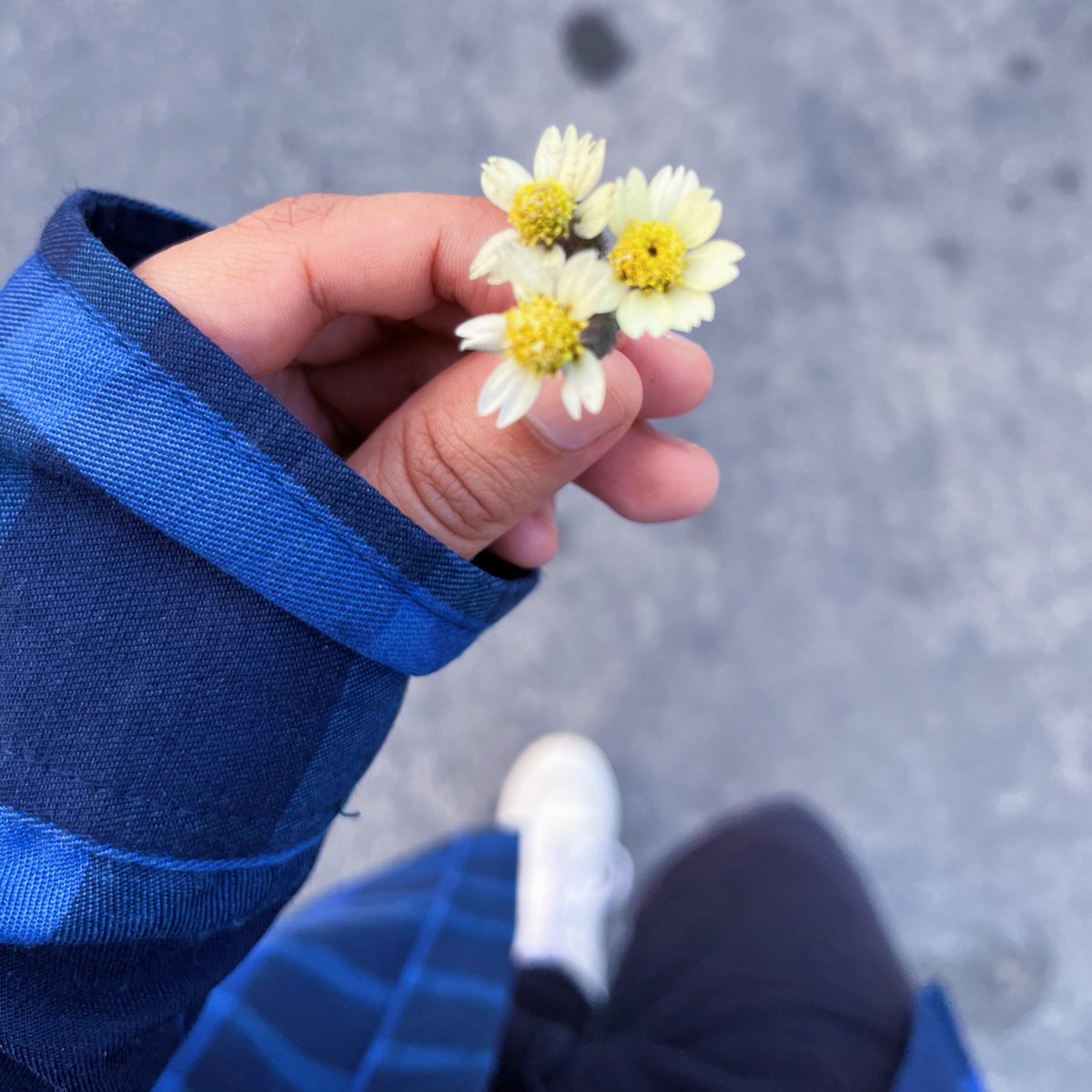 beerckless's tweet photo. minha namorada não gosta de receber flores, mas sempre mando pra ela pelo menos foto das que encontro pelo caminho https://t.co/uHGZw3qebW