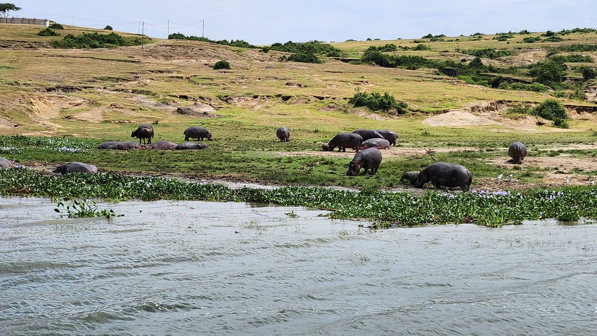 #QueenElizabeth National Park boasts a world-renowned #hippopotamus population, dominating the park's terrain and providing food for predators like lions. These semi-aquatic giants are a significant part of the park's ecosystem. Contact us for any travel inquires today.