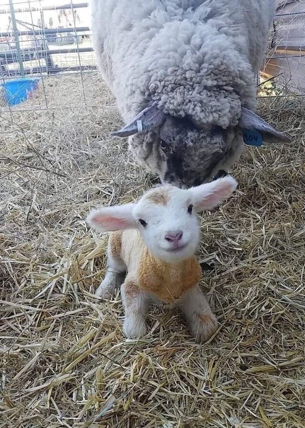 Doğduktan 15 dk sonra fotoğraflanan kuzu.