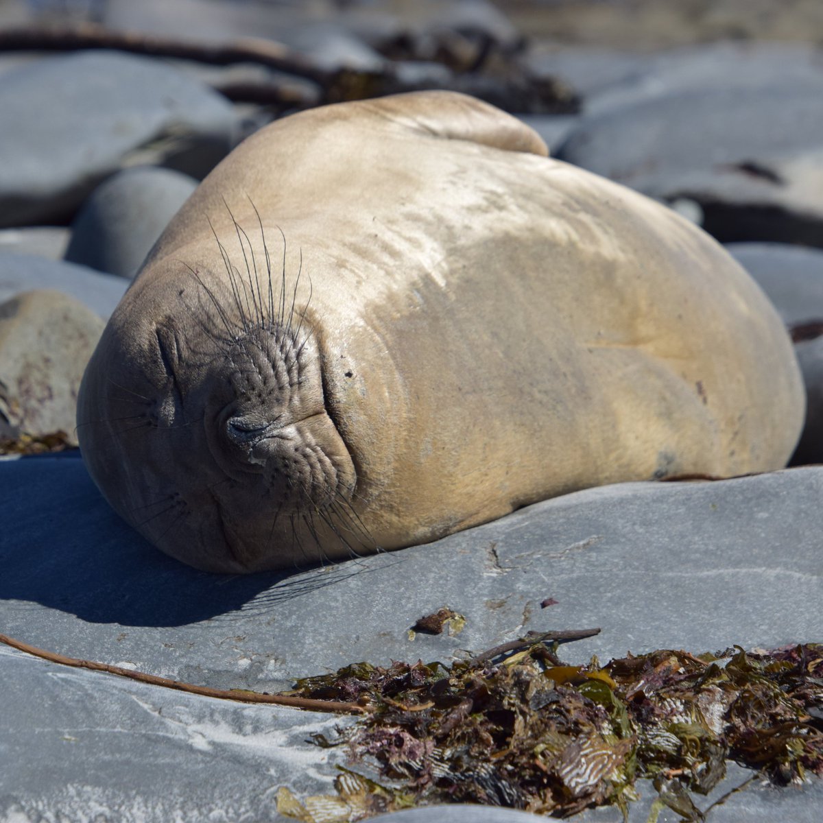 On #EarthDay, we celebrate the unique environment and biodiversity of our beautiful Islands. 🇫🇰 The Falklands are home to: 🐧 1 million breeding penguins 🐦 70% of the world's Black-Browed Albatross 🌱 40 National Nature Reserves 🐳 25 species of whale and dolphin