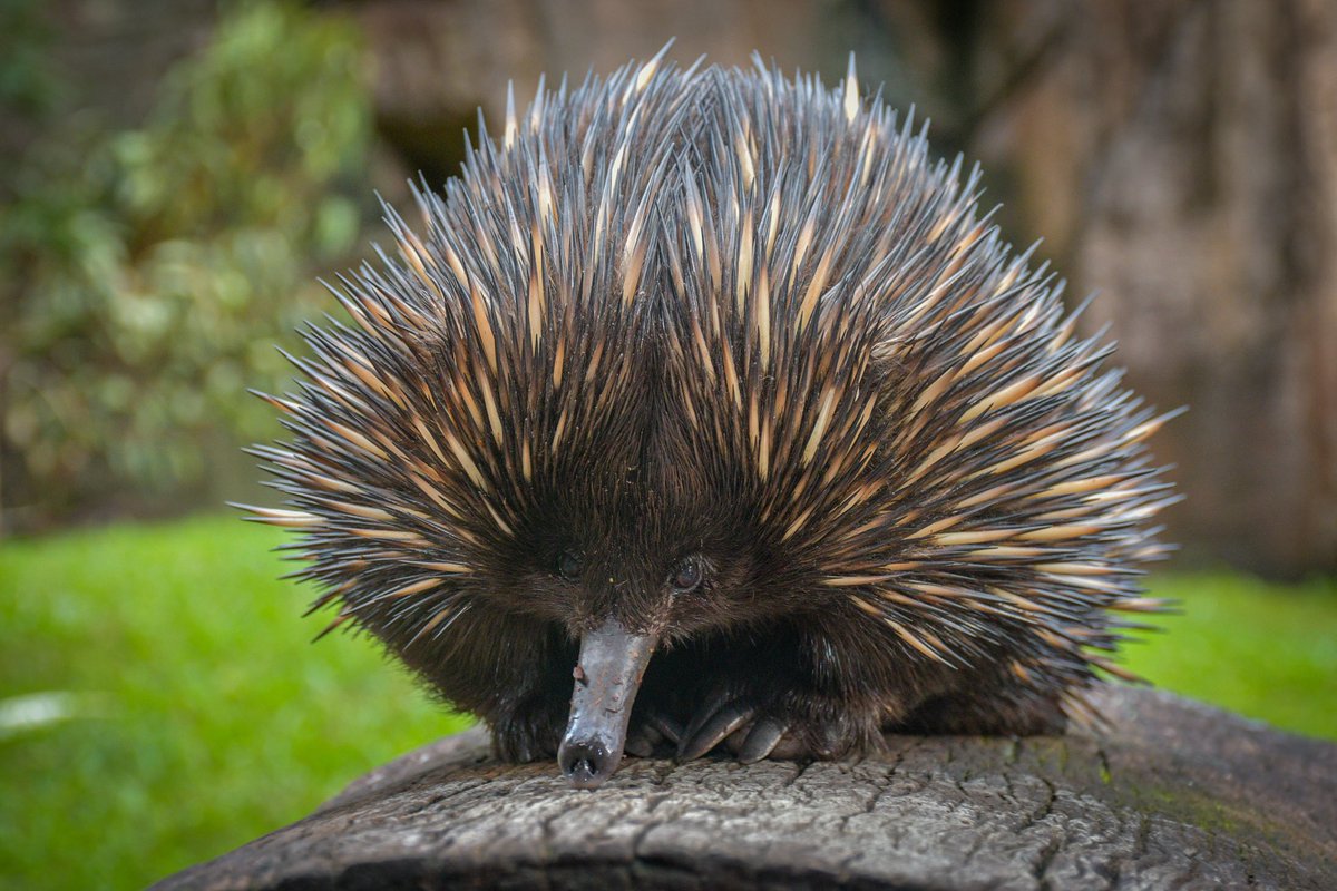 What do you call an introverted echidna in a social situation? An echid-nah…😂