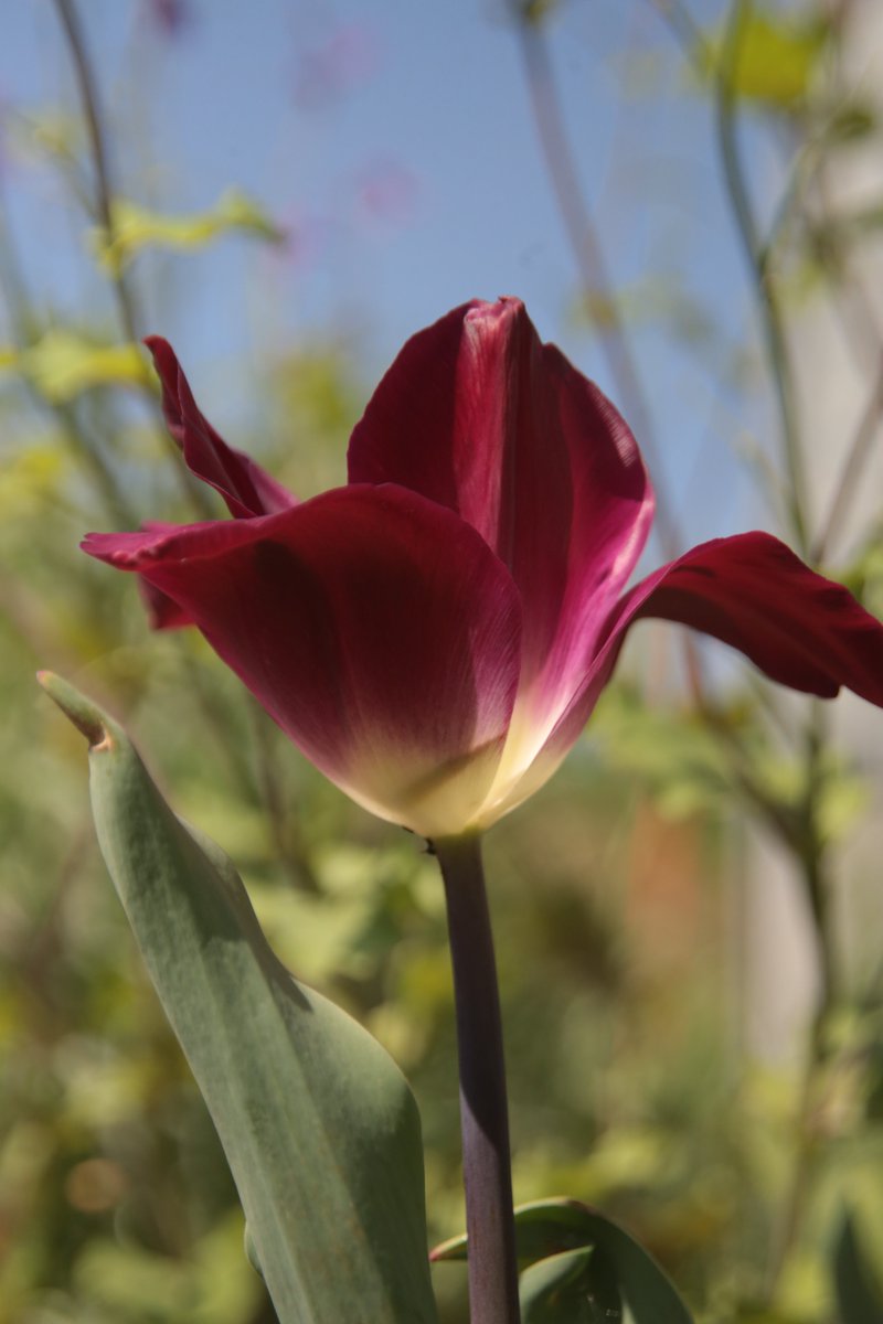 Tulip 😇

#Photography #Flowers