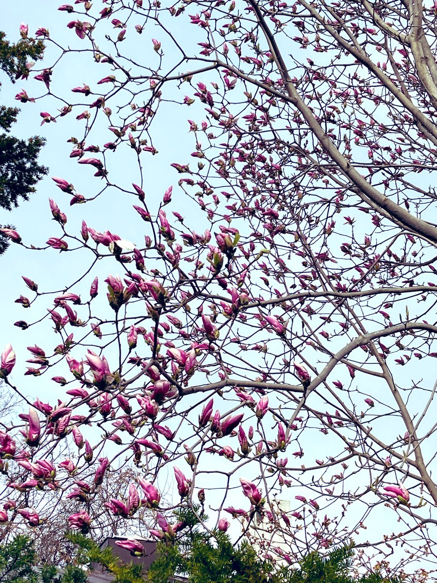 木蓮の蕾大量！咲くのが楽しみ😊