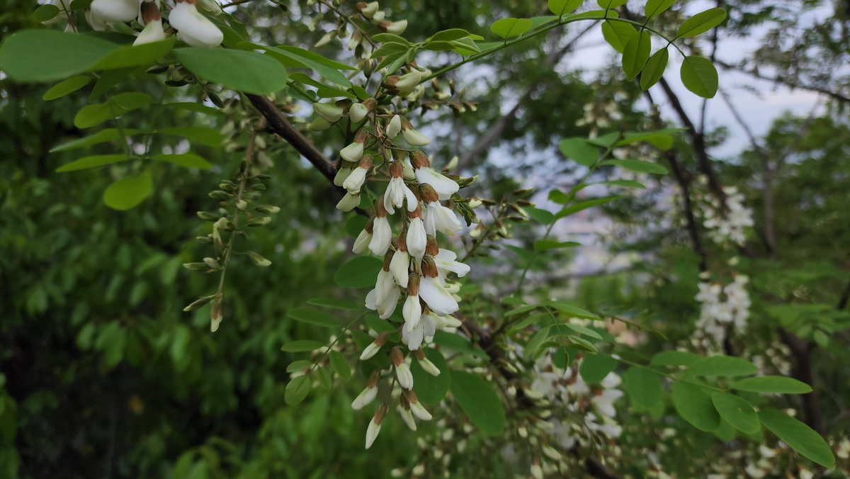 ハリエンジュ(ニセアカシア)
Robinia pseudoacacia

北米原産のマメ科植物
ニセアカシアという名前の方が一般に知られているが標準和名はハリエンジュ(針槐)
花穂や若芽は食用になり、蜂蜜の原料となる蜜源植物でもある