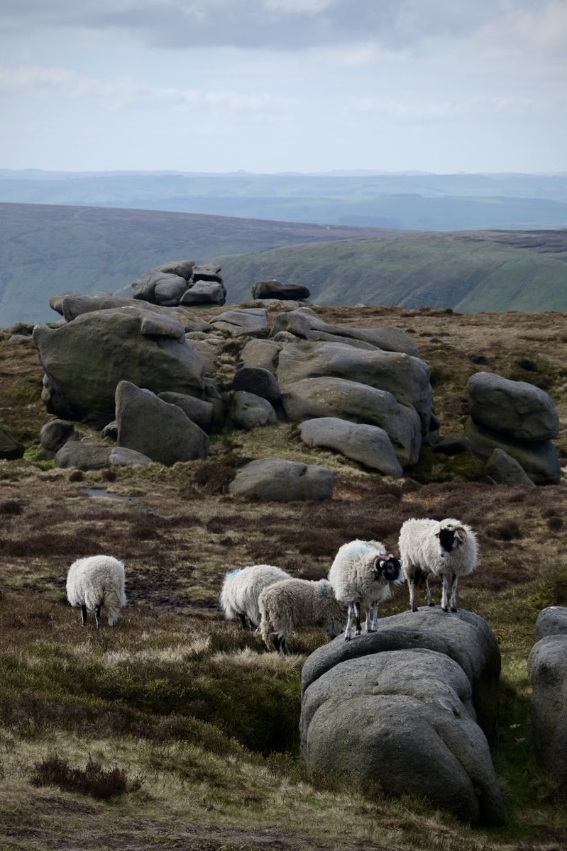 Wool pack on Kinder Scout