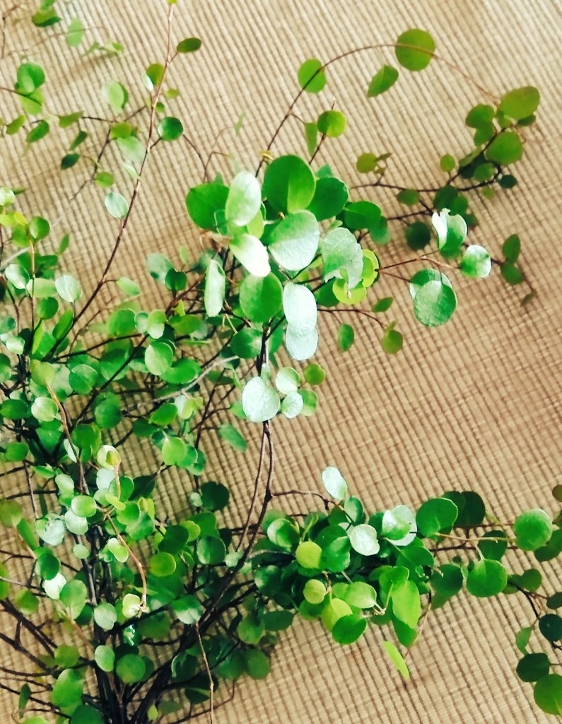 ciaoharuko's tweet photo. #ワイヤープランツ
英語では
#wirevine
増えすぎてもさもさ
水差しで飾ってみる https://t.co/Xa6RCzTsEL