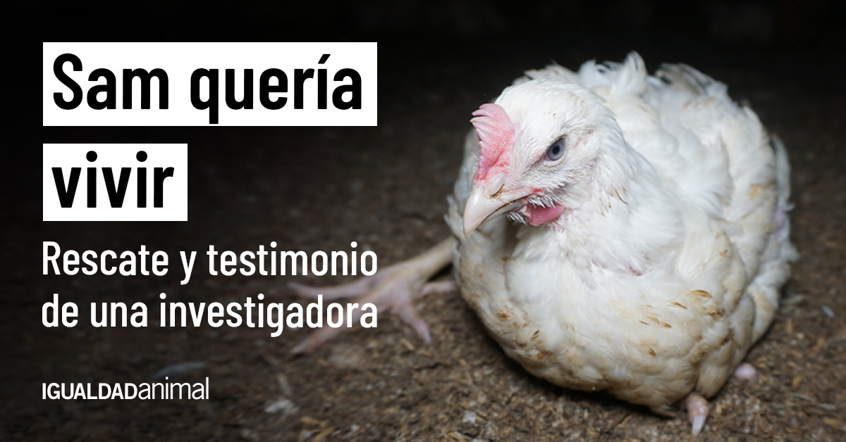 Soy Camilla, una investigadora de Igualdad Animal, y llevo varios años exponiendo la realidad de la industria de la carne de pollo. Esperaba que, con el tiempo, presenciar su sufrimiento fuera menos doloroso de alguna manera y me equivoqué. Cada vez que entro en una granja sigo