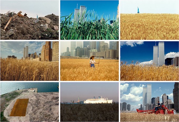 In 1982 land artist Agnes Denes planted/harvested a 2 acre field of wheat in a vacant billion $ lot in Manhattan. 'Wheatfield' represents food, energy, commerce, world trade, economics & highlights waste, world hunger, ecological concerns- literally creating food for thought