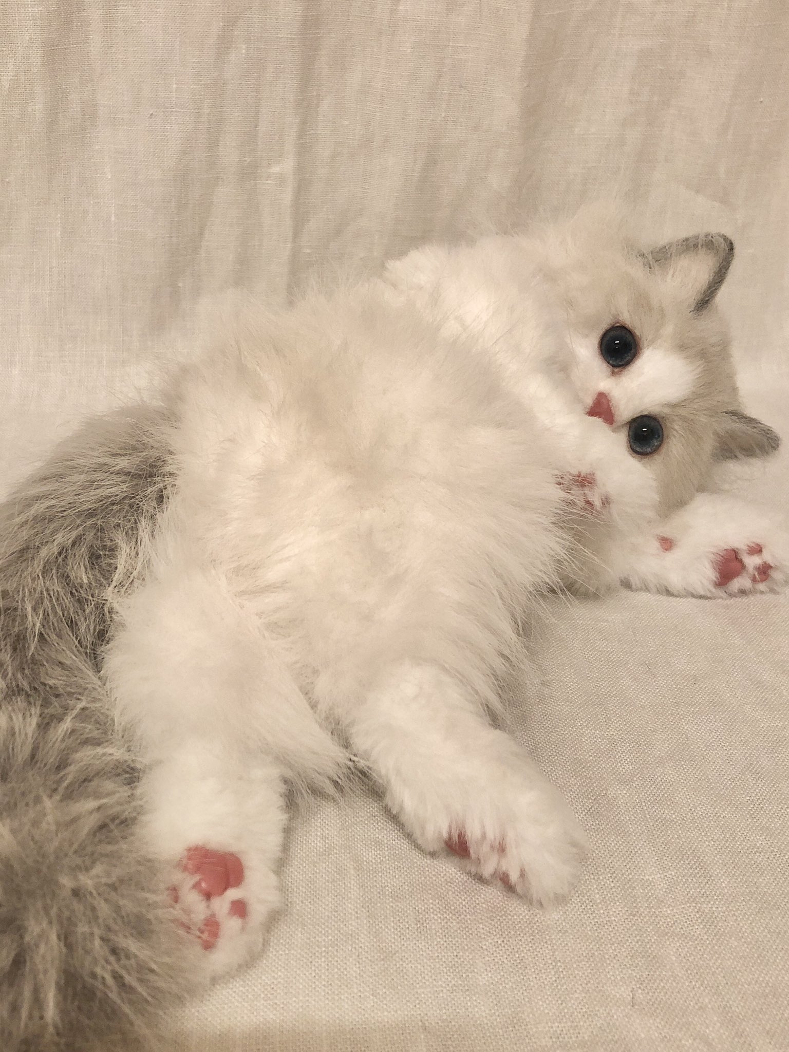 当社の ラグドール 子猫 当っ ぬいぐるみ アートドール ぬいぐるみ