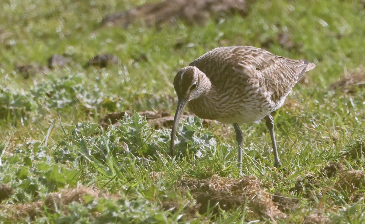 A new blog post available - Whimbrels at Dungeness. Please follow the link for more images. foxbirding.com/blog