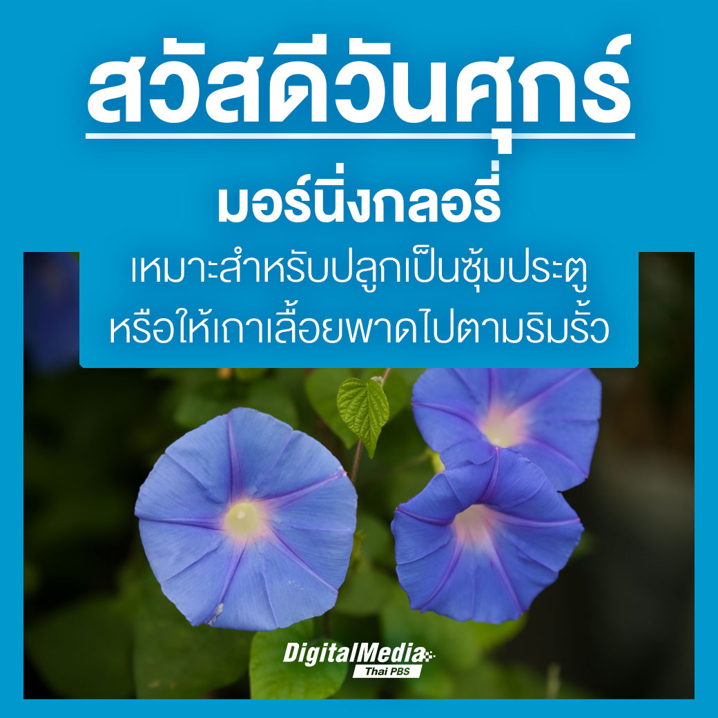 #สวัสดีวันศุกร์ 💙 
🌺 ชวนชม #ดอกไม้ นานาพันธุ์ สีสันมากมายกันไป | #มอร์นิ่งกลอรี่ เหมาะปลูกเป็นซุ้มประตูหรือให้เถาเลื้อยตามริมรั้ว 🌼
.
📍ทักทายได้ทุกที่ #สวัสดีทุกสีวัน แชร์ฟรี คลิกเลย!🙏thaipbs.or.th/Sawasdee #MorningGlory #ThaiPBSสวัสดีทุกสีวัน #ThaiPBSDigitalMedia #ThaiPBS