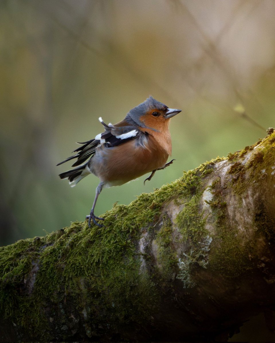 May you stride into your week with the confidence of this Chaffinch not using his wings. 📷 Fantastic shot by @KiranSimpson