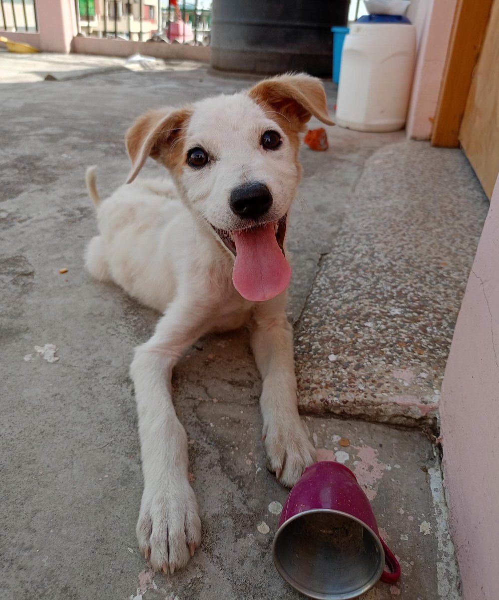 🐾 Searching for your paw-fect companion in Haldwani, Uttarakhand? 🏞️ dogwithblog.in/indian-pariah-… Look no further! This adorable puppy is ready to steal your heart! ❤️🐶 Contact us 9012298452 to give this little one a loving home today! #AdoptDontshop #Haldwani RT!