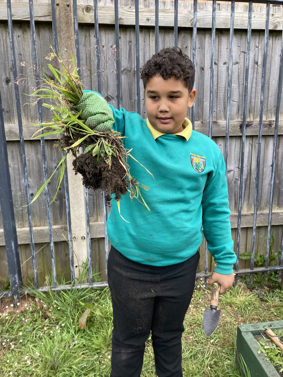 MrBeardPYP's tweet photo. Dathlu Diwrnod y Ddaear yn yr ardd wrth glirio gwely Bl3 yn barod ar gyfer y tymor tyfu! Celebrating Earth day in the garden by clearing our raised bed ready for the growing season! 🌱🍃🌳🌍 @GrowCardiff @YsgolPenyPil https://t.co/n8D5p6nF8X
