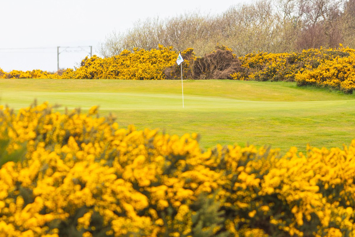 @Barassie_KBGC was looking great yesterday with the gorse in full bloom.
#golf #golfcourse #golfcoursephotos #golfphotos #lovegolf #Scotland #golfer #golfing #linksgolf