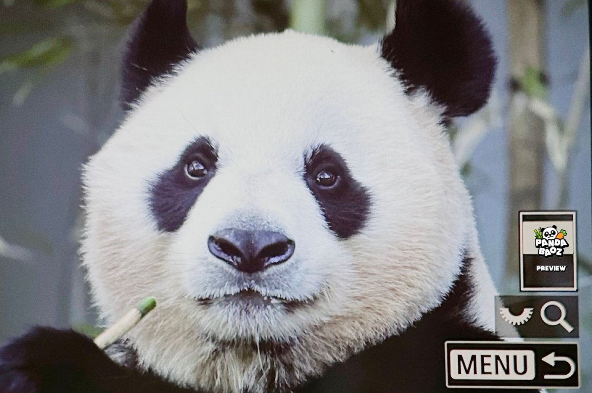 240422
아이바오... 푸바오 엄마에오
#아이바오 #Aibao #愛宝