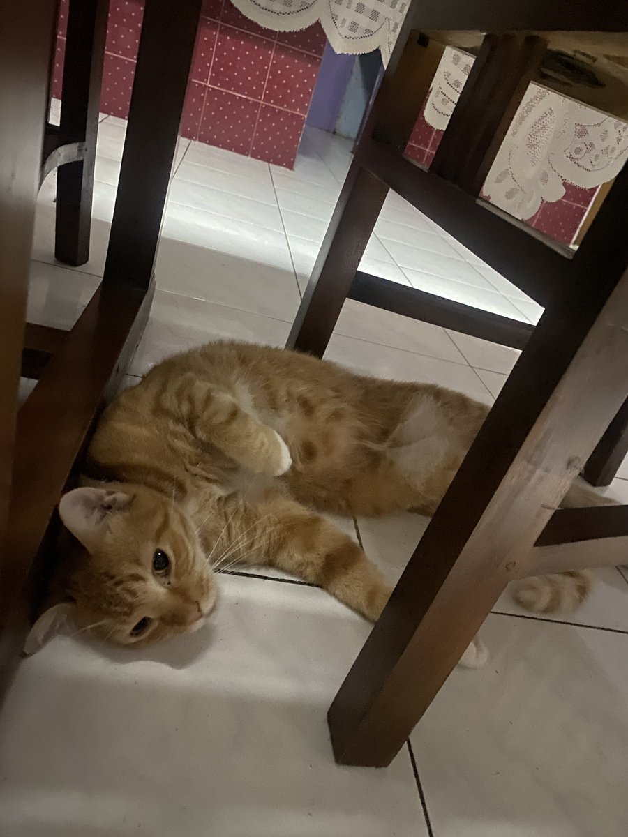 exillions's tweet image. TWITTER DO YOUR MAGIC

Halo guys. Jadi gini, hari Jumat malam tanggal 19 April 2024 itu kucingku gak ada di rumah. Barang siapa yang nemuin / ngebalikin mohon bantuannya ya guys. InshaAllah ada imbalan yang cukup 🙏