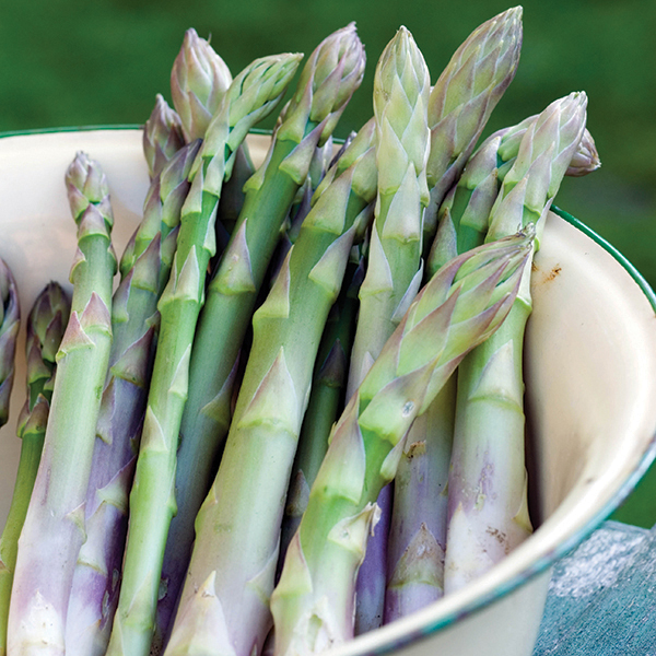 Asparagus Guelph Millennium has good vigour, high yields and a great taste. Perfect for planting with the earlier cropping Guelph Eclipse to extend your season! Crowns despatching now 🥬 mr-fothergills.co.uk/products/aspar…