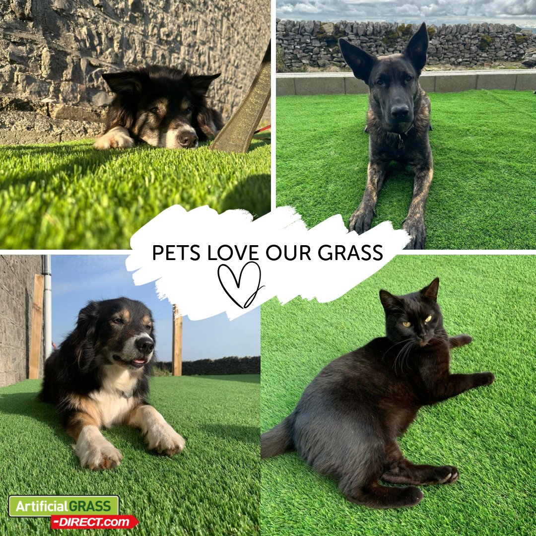 Pets love our artificial grass! 🥰🐾

Artificial Grass-Direct's Pet 30 is perfect for your fur friends 🐶🐱

Order a free sample now 👉 artificialgrass-direct.com/request-free-s… 

 #AGD #ArtificialGrass #Gardening #muddypaws #furfriends #freesample