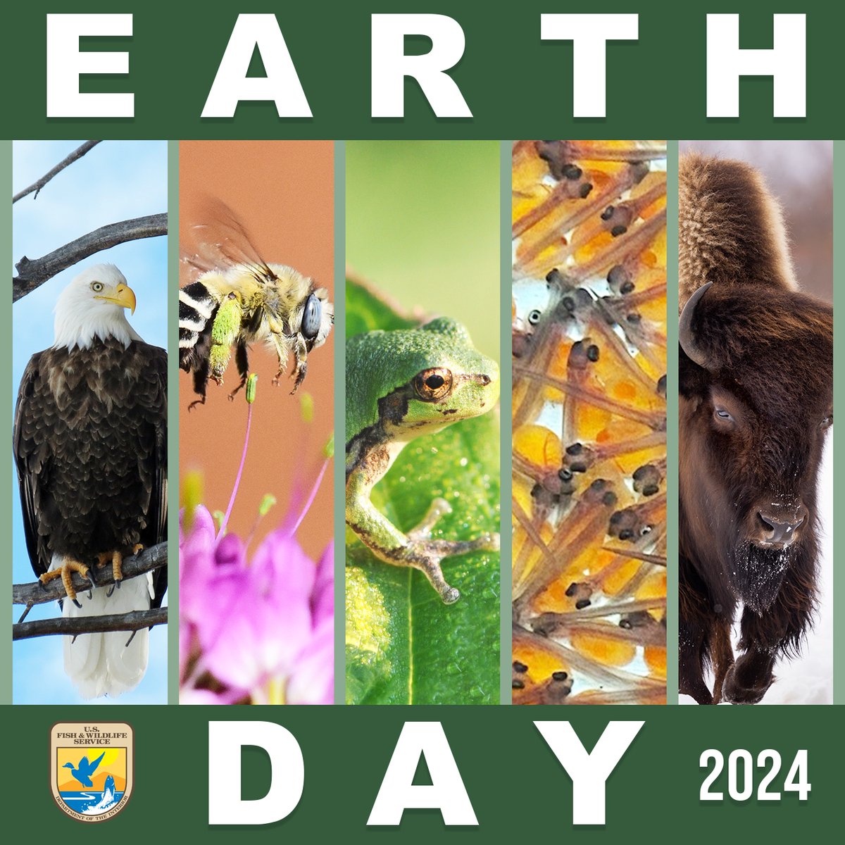 Happy #EarthDay!🌎🌱💚 Since 1970, Earth Day has been observed around the globe as a day to raise environmental awareness. Check out our Earth Day webpage featuring educational tools & resources to help you celebrate Earth Day: ow.ly/FPxV50Rk9Uf 📸Kayt Jonsson/USFWS
