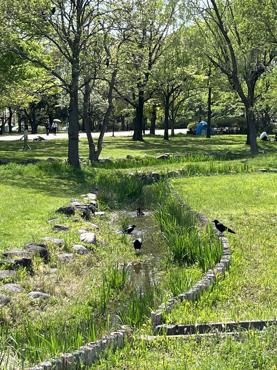 Crows enjoying a sunny Sunday morning dip. #tokyo #東京