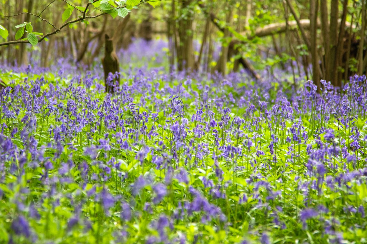 Happy World Earth Day 💚🌍 With your help, we can continue to protect and restore nature in our three counties, Beds, Cambs and Northants. Give what you can to nature 👉 wildlifebcn.org/support-us/don…