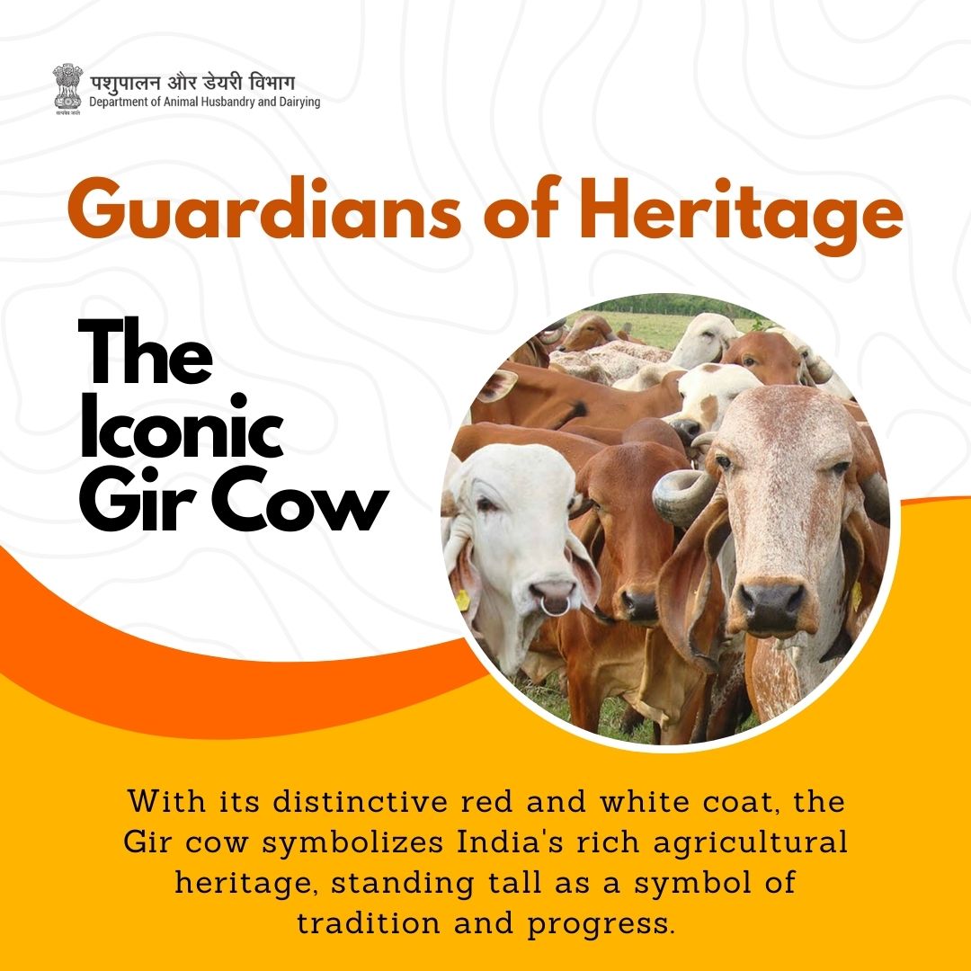 Guardian of Heritage: The Iconic Gir Cow With its unique red and white coat, the Gir cow embodies India's vibrant agricultural legacy,  a timeless symbol of tradition and advancement. #GirCow #AgriculturalHeritage