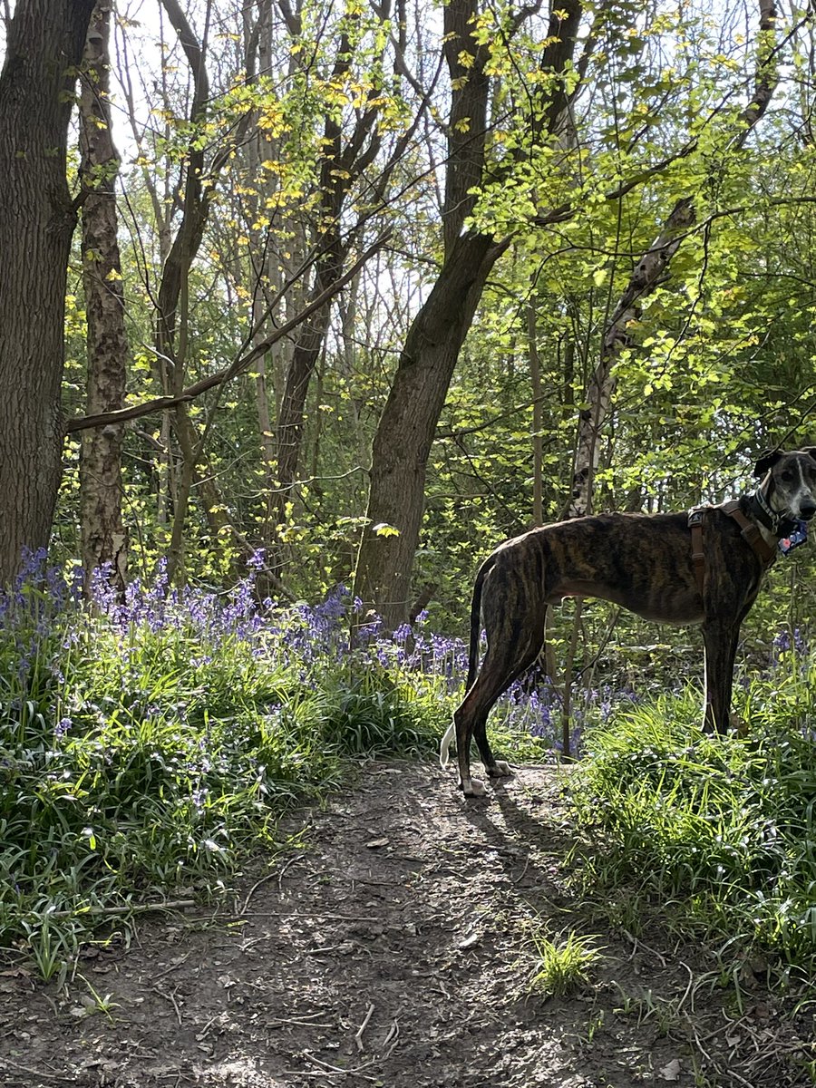 Hola my beautiful @HeidiBT3 I was walking hoomum in the woods at the weekend and thought about you when we saw theeeees bluebells. Hoomum would not pick them though so I hope the photo eeees beautiful enough #BTPosse 💋💋💋💋💋💋💋💋💋💋💋
