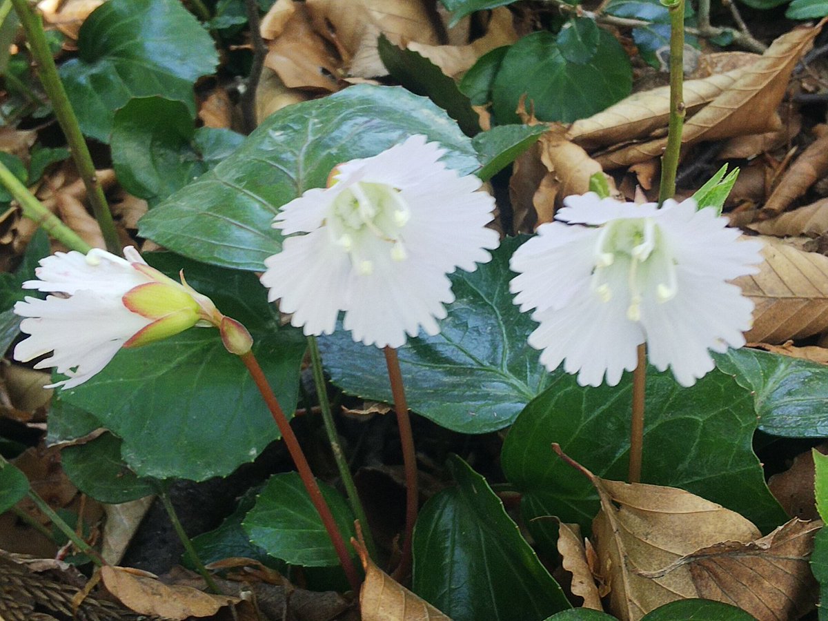 標高が上がって来ると
この花が群生していました♪
高山植物のイワカガミに
似ていますが、、、