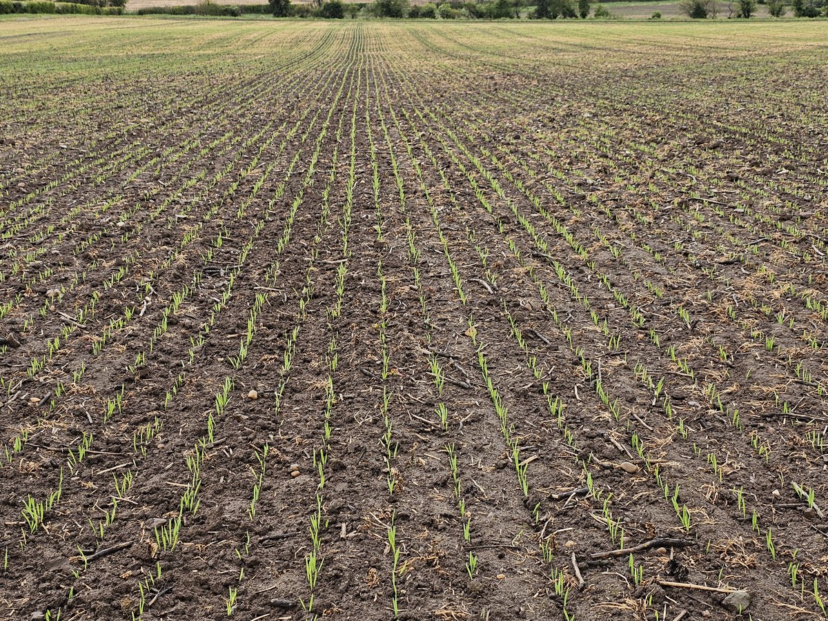 Spring barley coming nicely direct drilled using the @Weaving_Mach Sabre Tine drill 👌