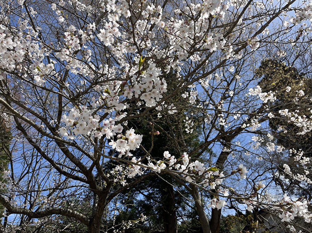 青森県新郷村の桜
#青森県
#新郷村