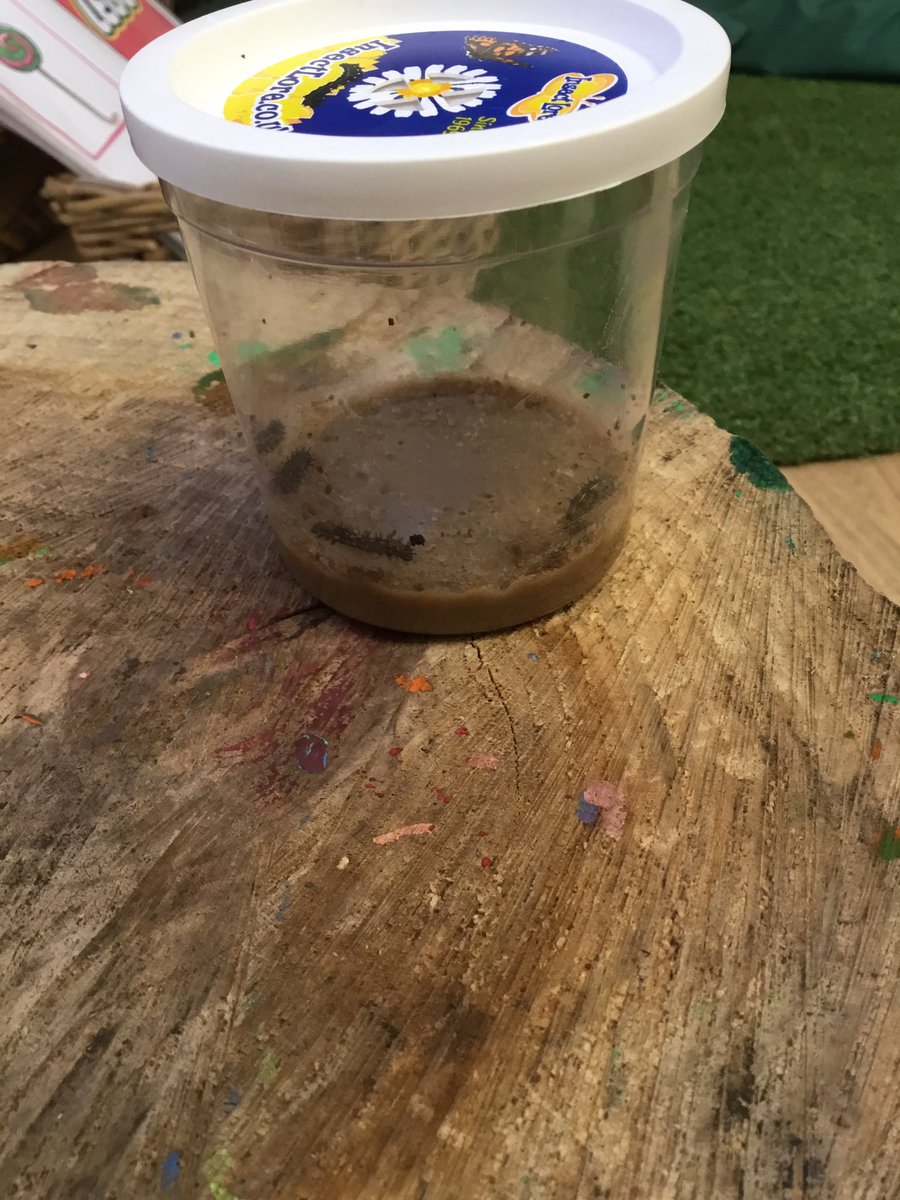 We have caterpillars in our classroom, because we are reading the story called ‘The Very Hungry Caterpillar’ , we are going to watch them grow, spin a cocoons and emerge as a butterflies,  have also been talking about healthy and unhealthy foods. 

<a href="/HIAMrsMartin/">Mrs Martin</a> 
<a href="/HIAMrsRadwan/">Mrs Radwan</a>