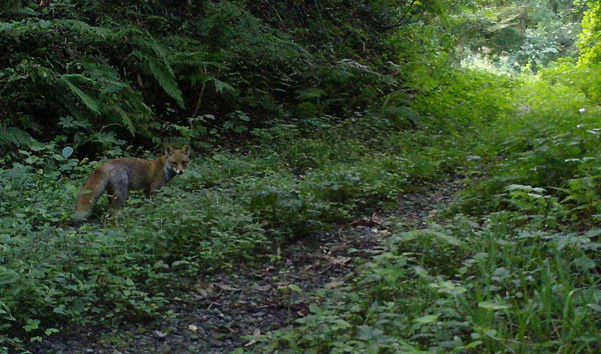 NEW in #JVertBiol: Seasonal changes in forest road use by mammals in a heavy snowfall area, north-eastern Japan: effects of management intensities doi.org/10.25225/jvb.2… @BioOneNews|@CzechAcademy |#mammalogy