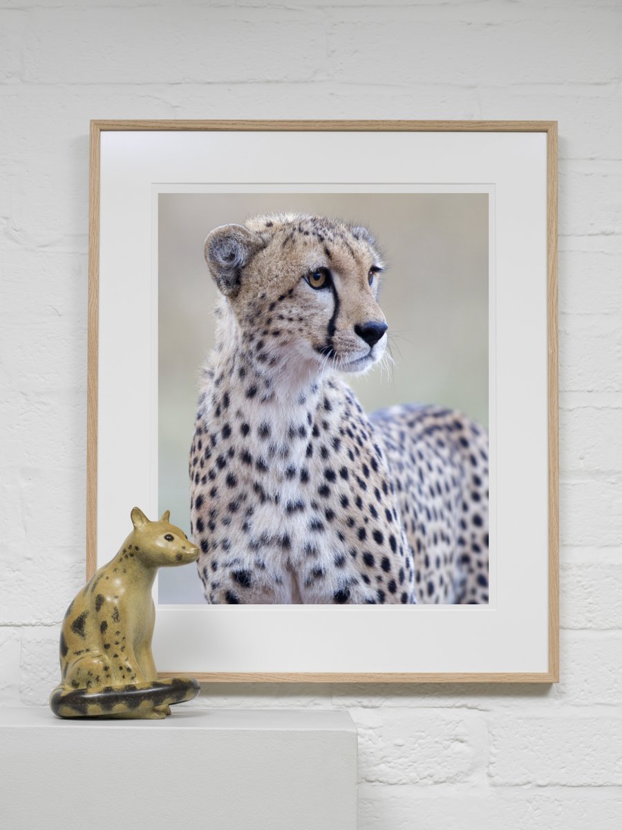 ANIMALIA 
Opening Tuesday 30th April

An inspiring display of sculpture by Anita Mandl and photography by Steve Russell, in collaboration with Gallery Pangolin, Stroud.

Find out more here: natureinart.org.uk/event/animalia…

#natureinart #gallerypangolin #anitamandl #wildlifephotographer