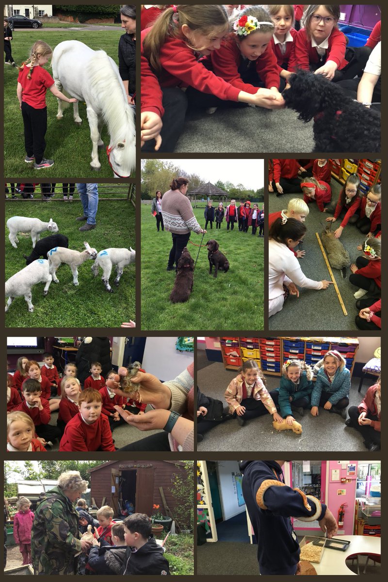 DeanshangerS's tweet photo. Last Week year 2 had some fantastic animal visit into School for their topic 'live and let live' 
There were a range of different animals. The children learnt how to care for these animals, about their food
and their habitats. Thank you to all our visitors and their pets. https://t.co/5ac50pW7Kz