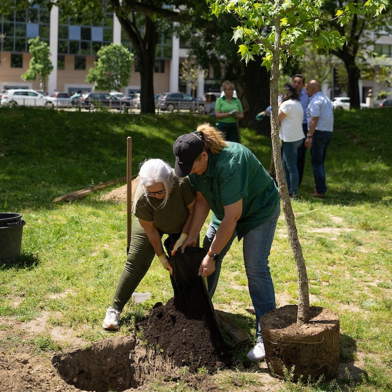 🌳Há 25 novas árvores no jardim Dr. Mário Soares, no Campo Grande, plantadas por colaboradores da CML. A plantação foi orientada pelos jardineiros municipais no âmbito do projeto @lifelungs e visa aumentar a área de sombra e combater os efeitos das temperaturas elevadas. #Lisboa